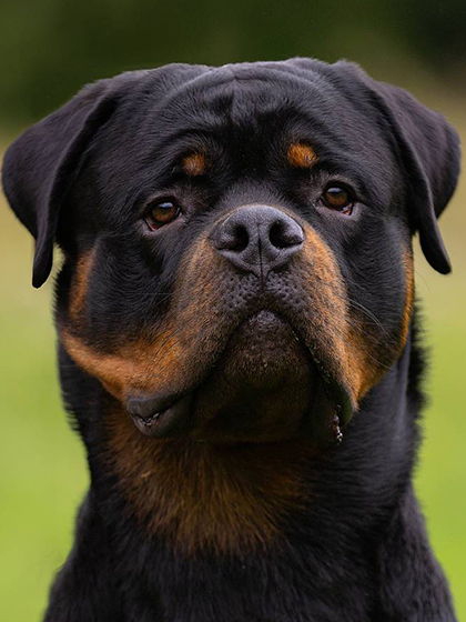 Akslen Severny Veter (Koba is Tverskogo doma x Akslen Optima), 15.10.24